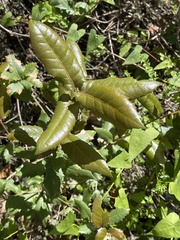 Quercus parvula