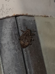 Conotrachelus seniculus