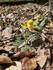 Erythronium americanum