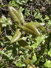Quercus parvula