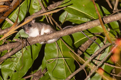 Pogonomys macrourus