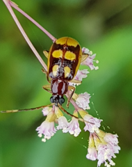 Diabrotica adelpha