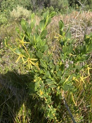 Anthocercis littorea