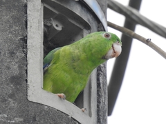 Forpus crassirostris