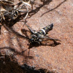 Penstemonia clarkei