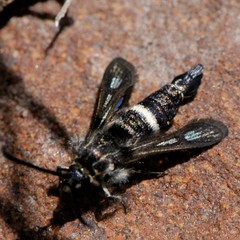 Penstemonia clarkei