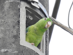 Forpus crassirostris