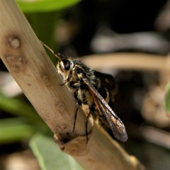 Penstemonia clarkei