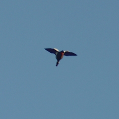 Amazonetta brasiliensis