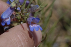 Penstemon crandallii
