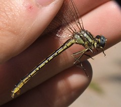 Phanogomphus hodgesi