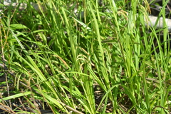 Carex gynandra