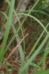 Huananphasma amicum