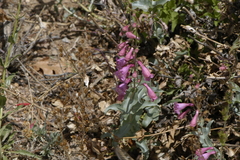 Penstemon clutei