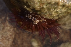 Actinia bermudensis