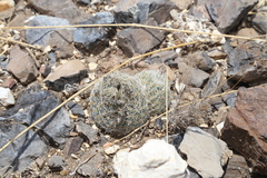 Escobaria tuberculosa varicolor