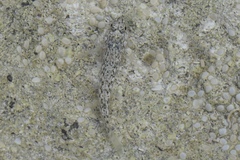 Bathygobius antilliensis