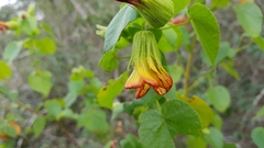 Pavonia viscosa