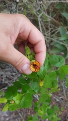 Pavonia viscosa