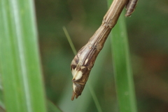 Huananphasma amicum