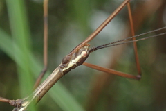 Huananphasma amicum