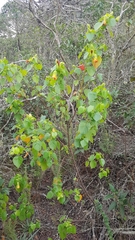 Pavonia viscosa