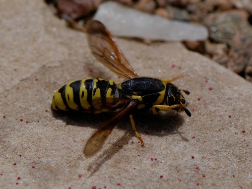 Pseudomasaris vespoides photo 3