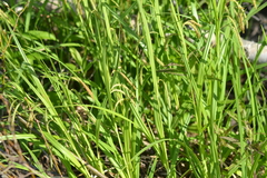 Carex gynandra