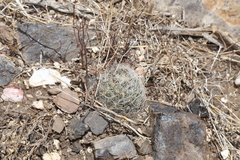 Escobaria tuberculosa varicolor