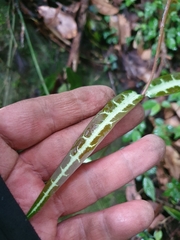 Gardneria multiflora
