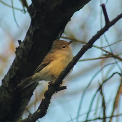 Camptostoma obsoletum
