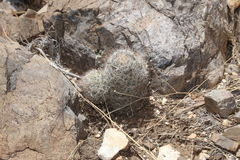 Escobaria tuberculosa varicolor