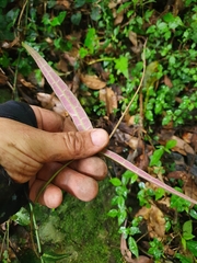 Gardneria multiflora