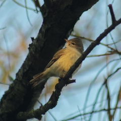 Camptostoma obsoletum