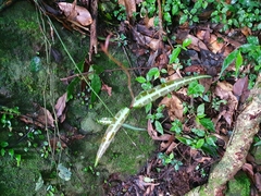 Gardneria multiflora