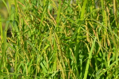Carex gynandra
