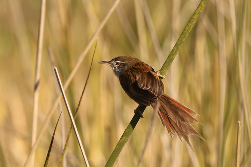 Sulphur-bearded Reedhaunter (Limnoctites sulphuriferus), photo 5