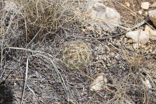 Thelocactus bicolor