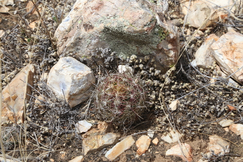 Thelocactus bicolor