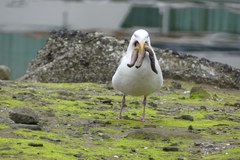 Evasterias troschelii