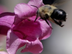 Anthophora montana
