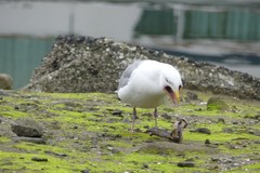 Evasterias troschelii