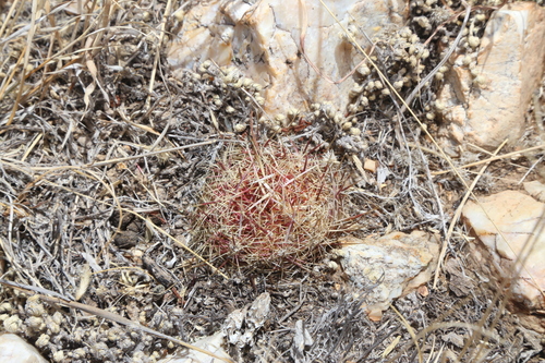 Thelocactus bicolor
