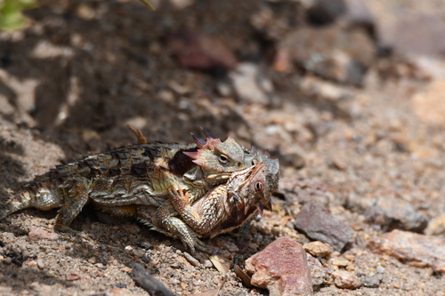 Blainville's Horned Lizard, San Diego County, US-CA, US, photo 5 of 10