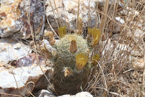 Echinocereus viridiflorus ssp. correllii