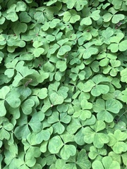 Oxalis