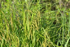 Carex gynandra