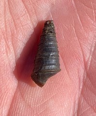 Pleurocera pyrenella