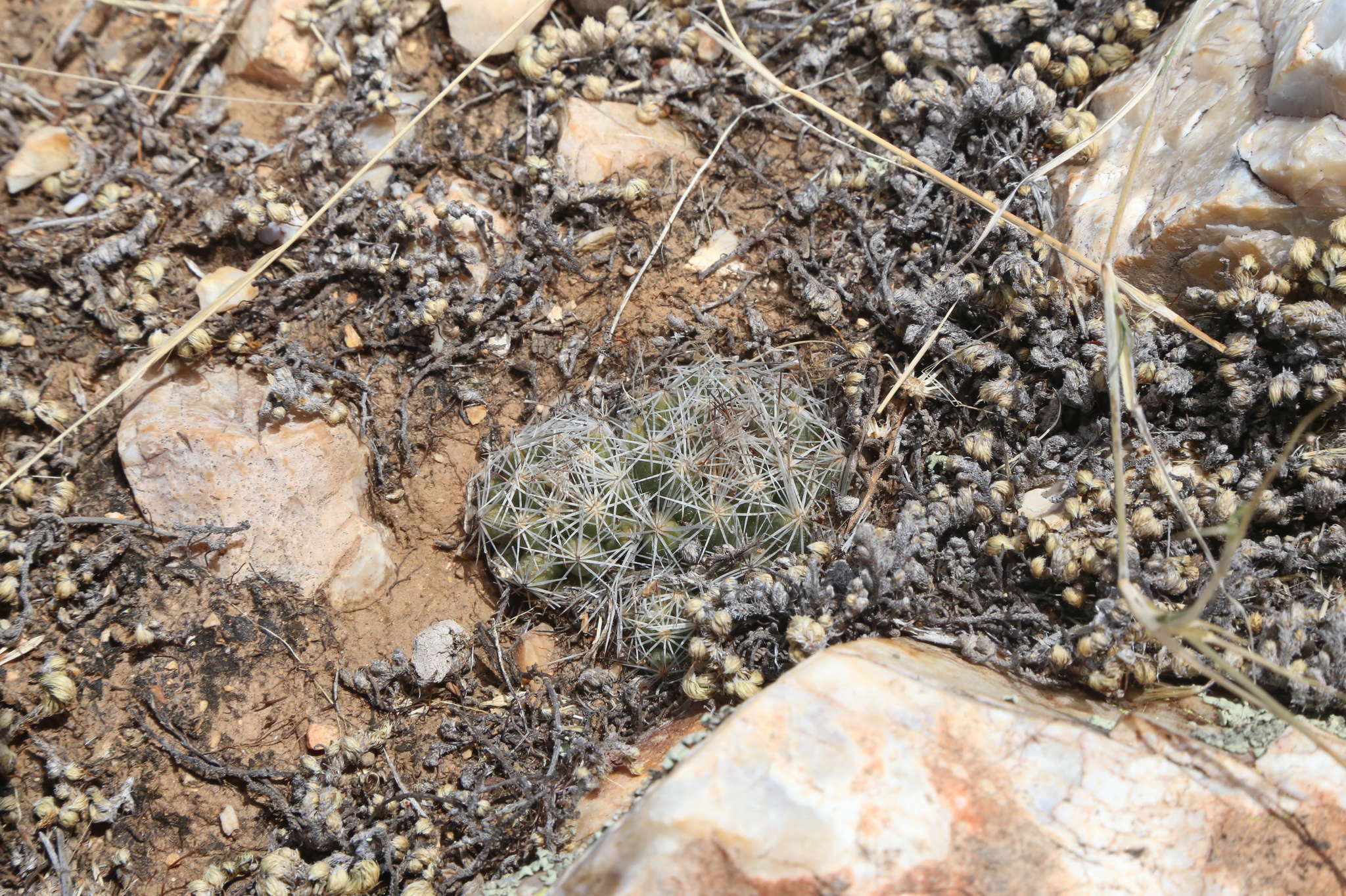 Pelecyphora hesteri