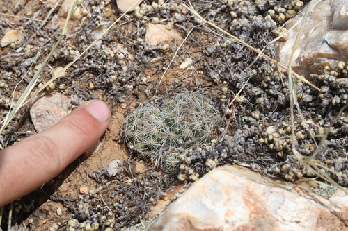 Image of Escobaria hesteri by (c) Reid Hardin, some rights reserved (CC BY)